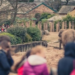 Chester zoo record visitors 2018