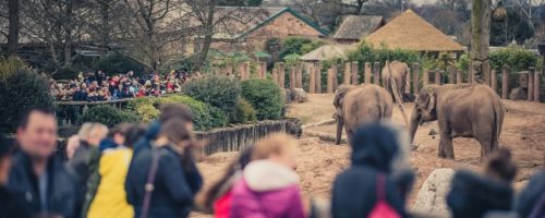 Chester zoo record visitors 2018