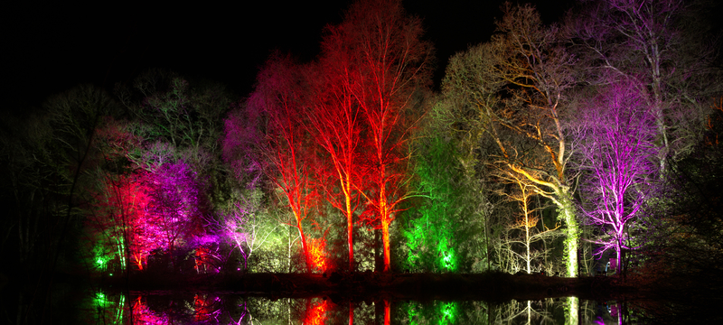 Christmas Glow RHS Garden Rosemoor