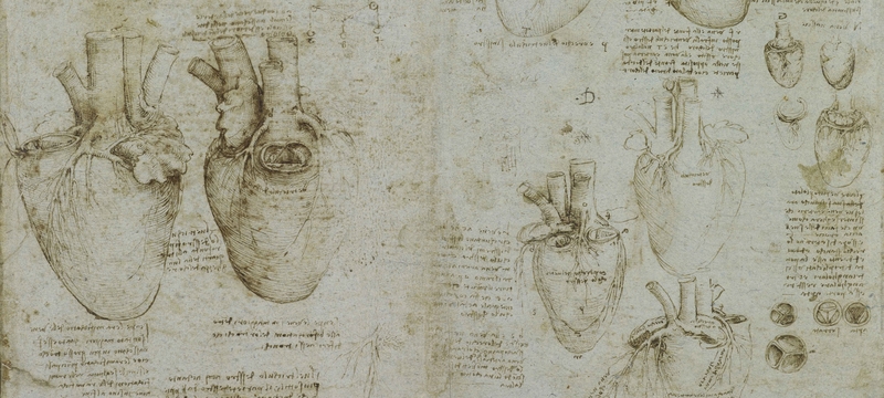 Leonardo da Vinci exhibition heart and coronary vessels