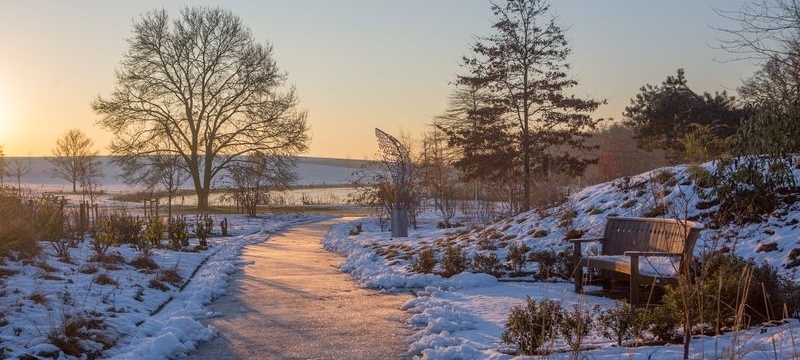 RHS Hyde Hall Winter Garden