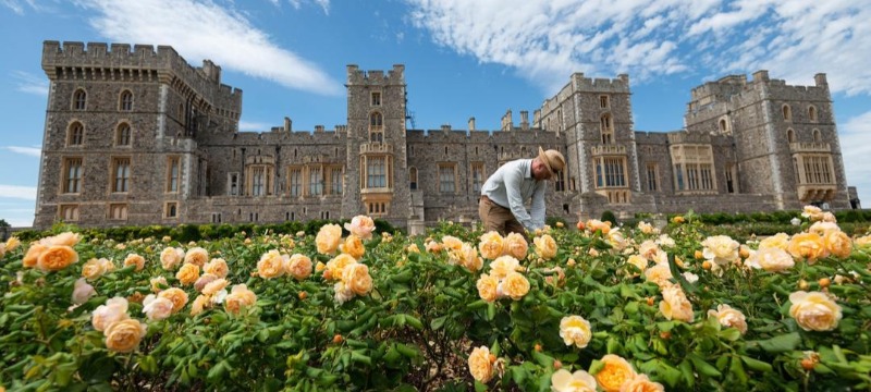 Windsor Castle East Terrace Rose Garden