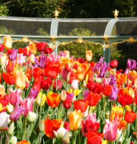 Tulips in Aviary garden