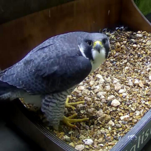 female falcon stares right down lens