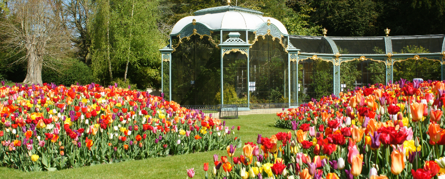 Tulips in Aviary garden, Mike Buffin (c) Waddesdon, A Rothschild House & Gardens