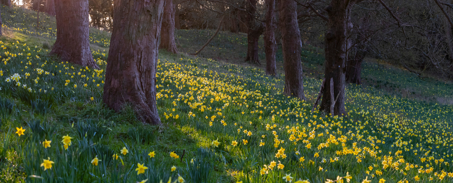 Gardens Daffodil Valley Trees Sunshine Spring Chris Lacey