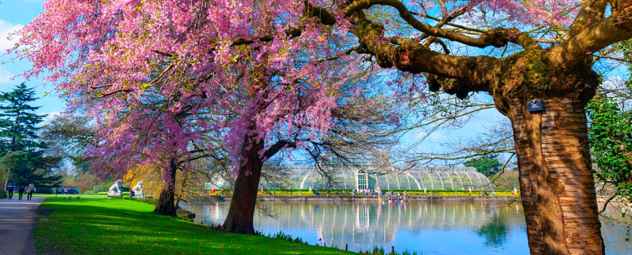 Cherry blossom at Kews Garden