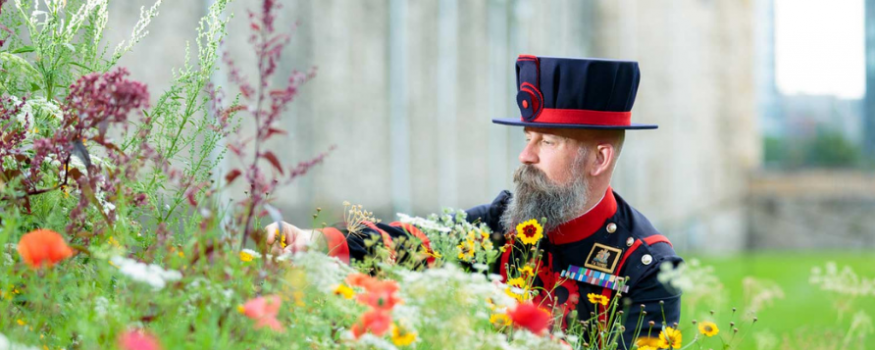 Tower of London Superbloom