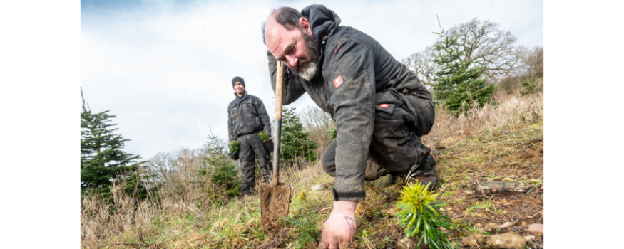 Blenheim Palace Christmas Tree Planting