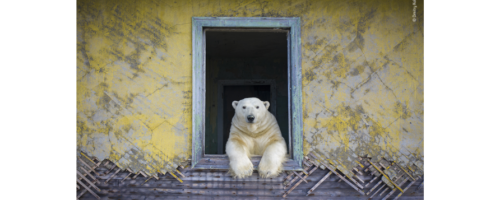 Manx National Heritage Wildlife Exhibition
