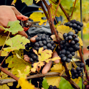 Gusbourne Harvest