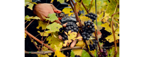 Gusbourne Harvest