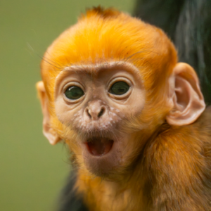 Whipsnade Zoo Baby Monkey