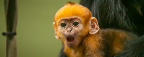 Whipsnade Zoo Baby Monkey
