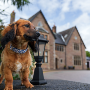 Crerar Hotels Ambassadog