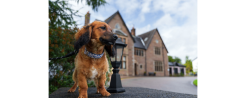 Crerar Hotels Ambassadog