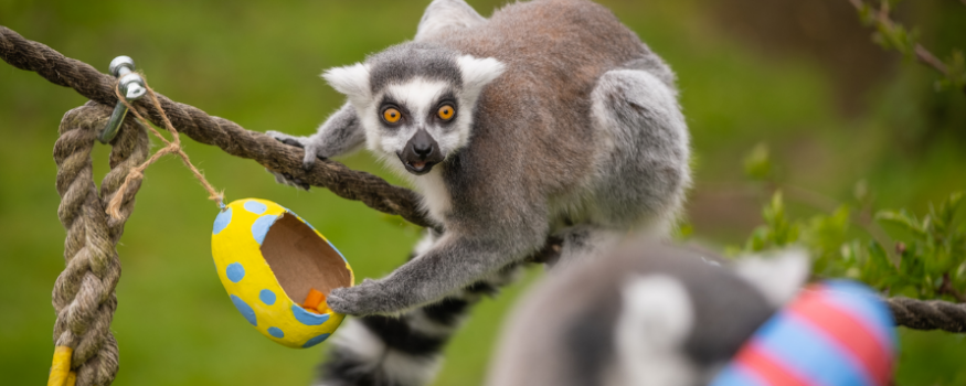 Whipsnade Zoo Easter Egg Hunt